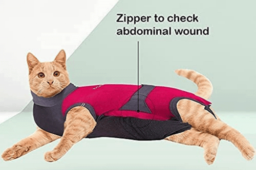 Cat jacket clearance after surgery